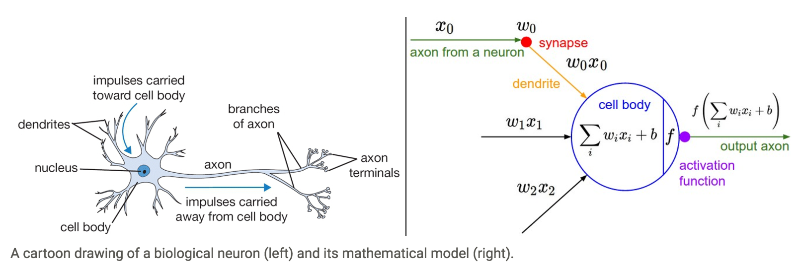 Neuron